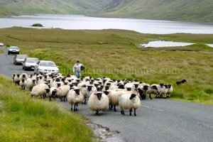 - sheep up hill-WM